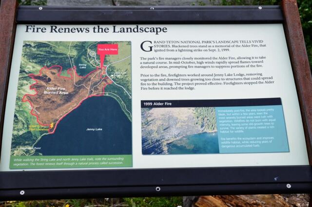 Fire renews the landscape