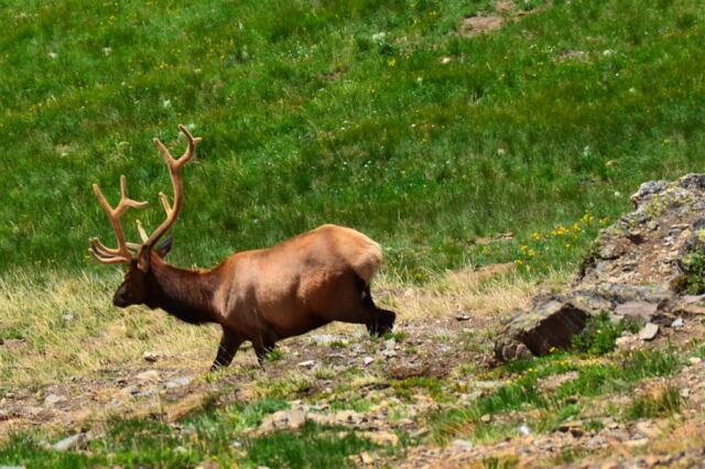 Close-by bull elk (1)