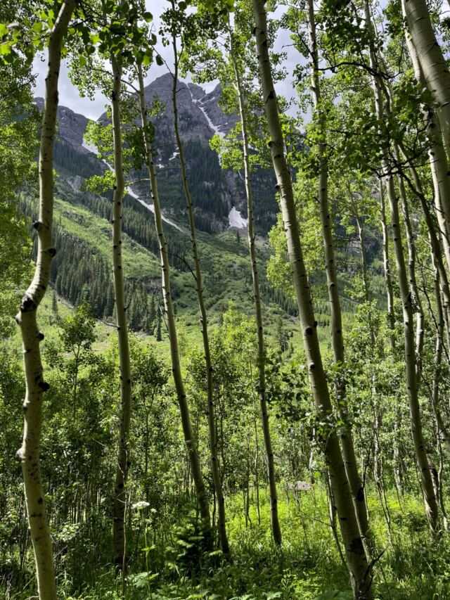 Aspens 7
