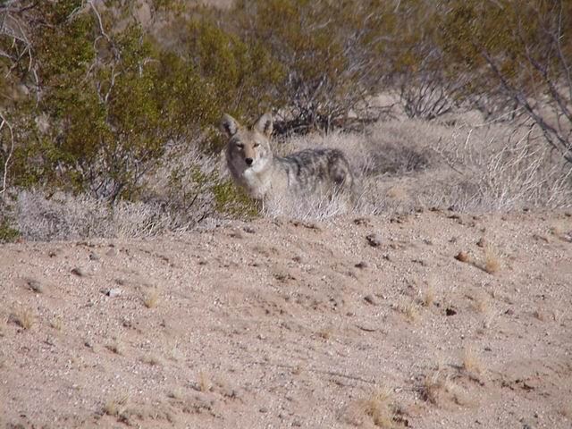 coyote-1