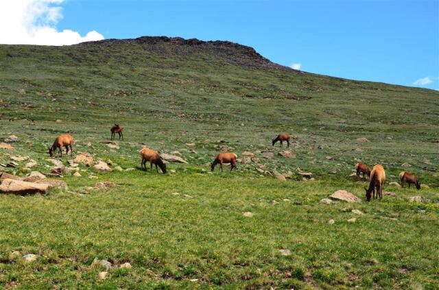 Herd of elk cows RIGHT by the road!