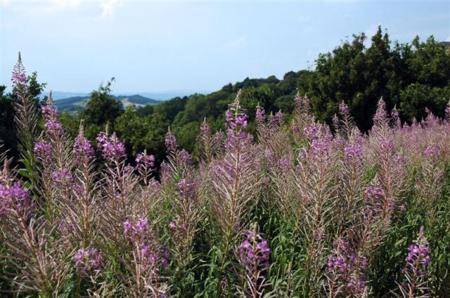 Wildflowers atop the Malvern Hills (3)