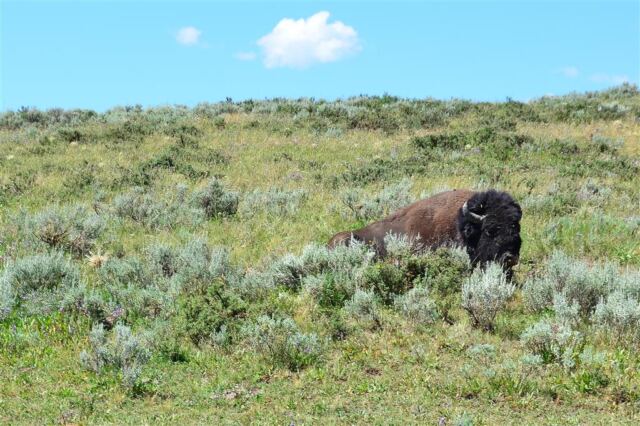 Peek-a-bison