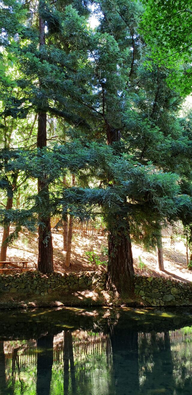 Boeger Winery trees 06