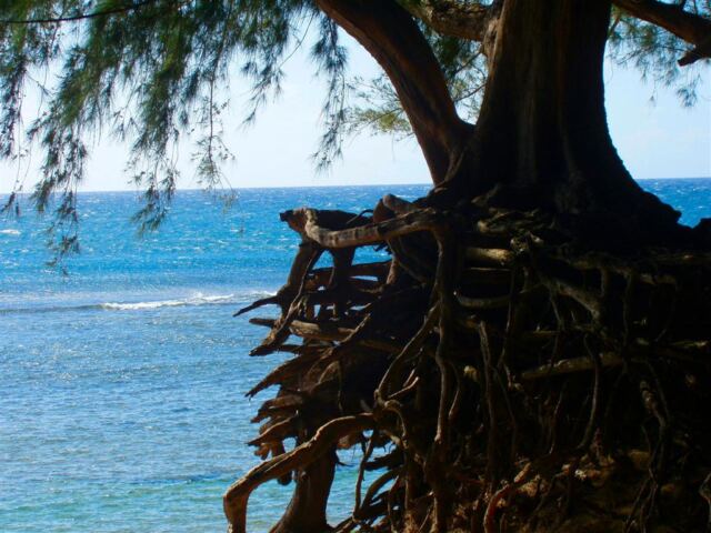 Unusual tree roots