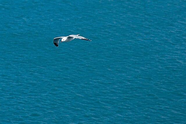 Seagull close-up