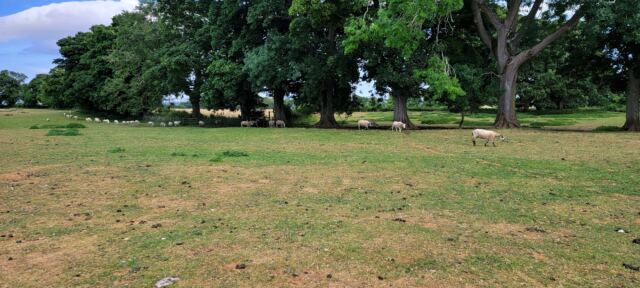 Dover's Hill sheep buddies (05)