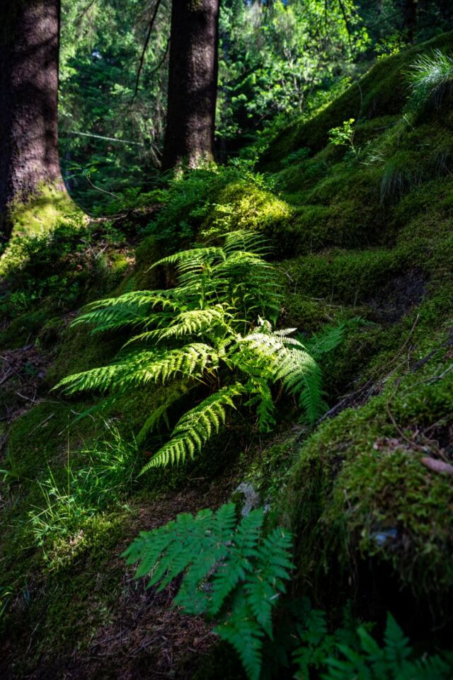 Mt Floyen magical forest 05