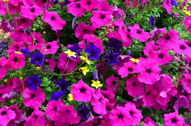 Colorful flowers (2)