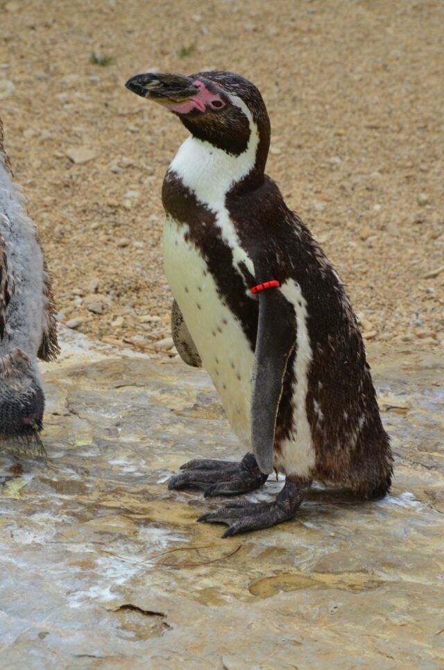 Cotswold Wildlife Park - penguins (1)