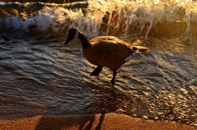 Tahoe goose - sunset 02