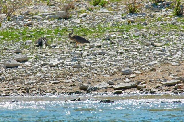 heron-on-the-beach