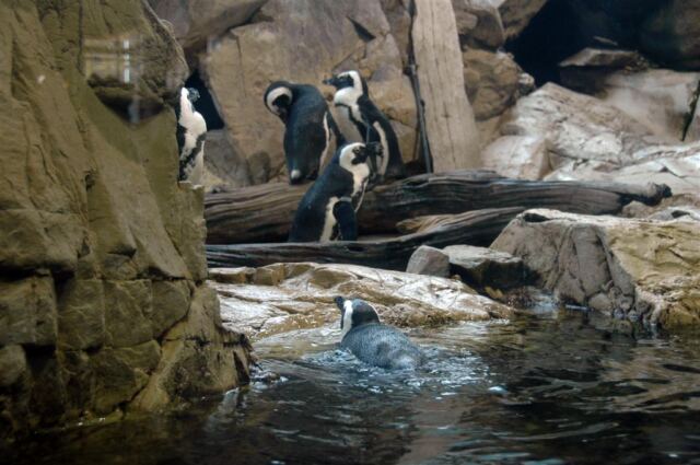 Penguins