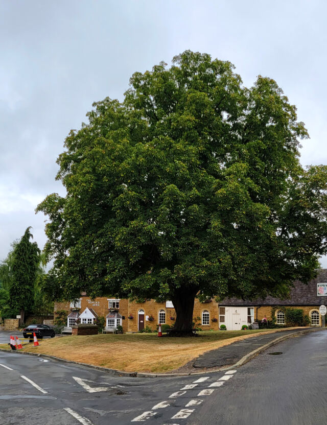 Ilmington Horse Chestnut tree