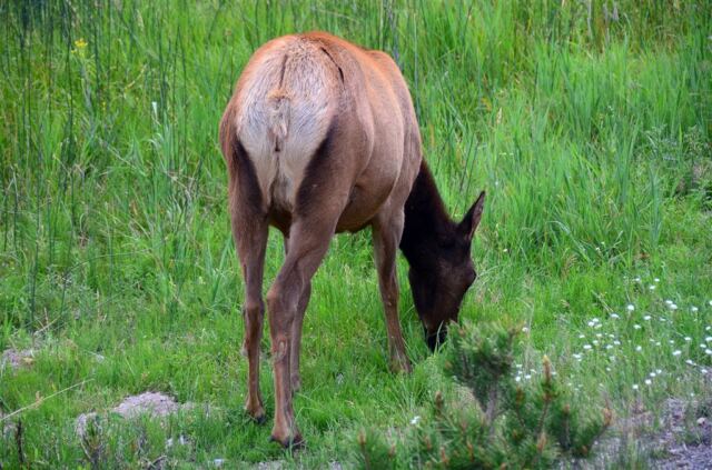 Elk Meadow - on the way to West Yellowstone (7)