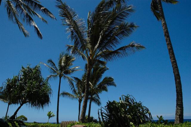 Palm trees and blue skies (5)
