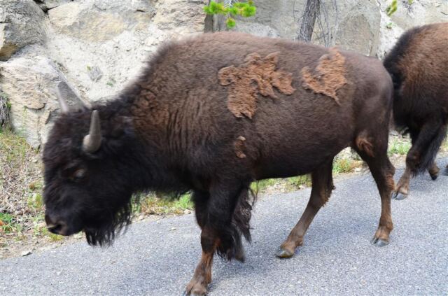 Bison Encounter (7)