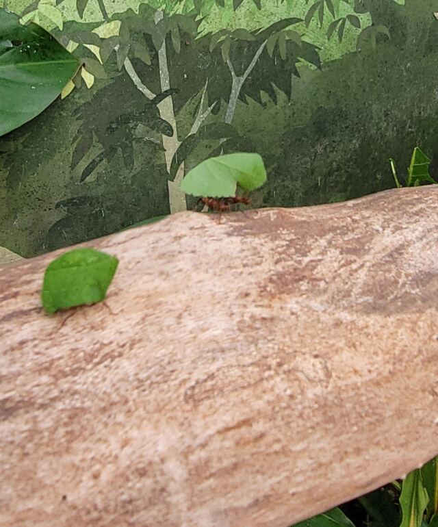 Stratford Upon Avon Butterfly Farm - leafcutter ants (3)