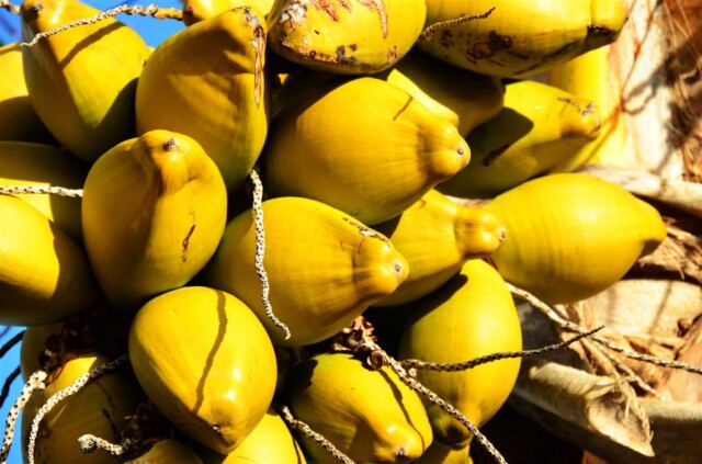 coconuts