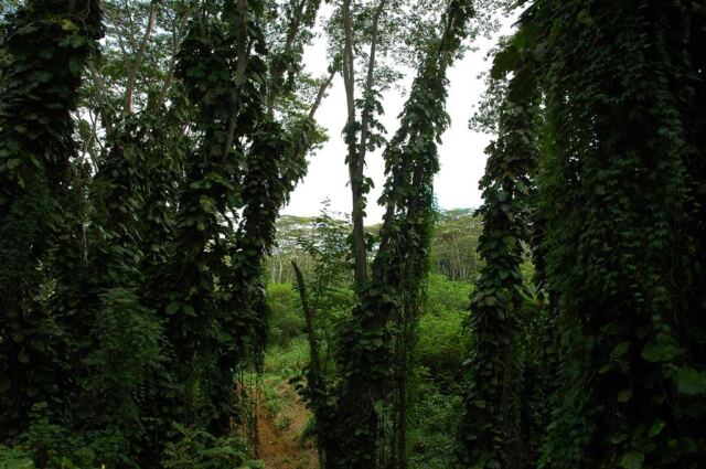 Rainforest (3)