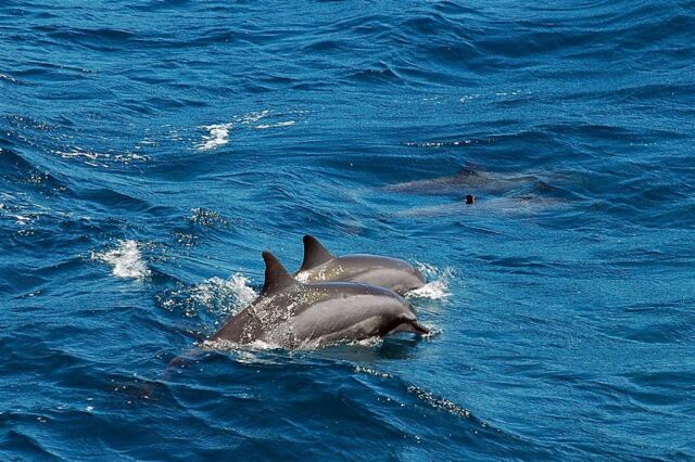 Dolphins (9)