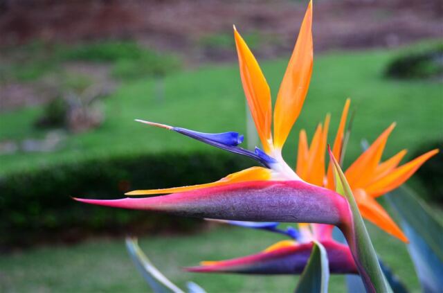 bird-of-paradise-4-