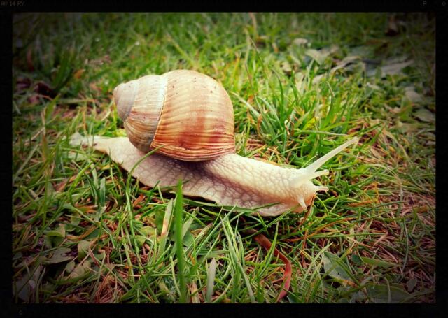 Chedworth Roman Villa - Roman Snails (5)