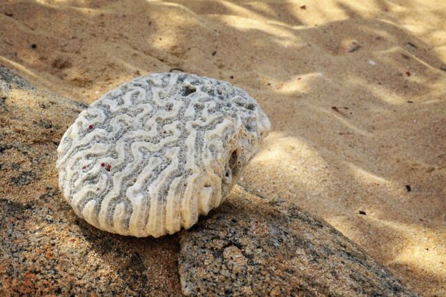 Brain Coral