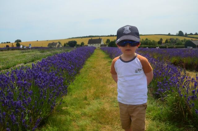 Henry - Cotswold Lavender (1)