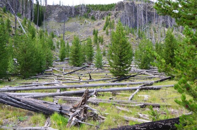 1988 Yellowstone Fire damage along trail - new growth (1)