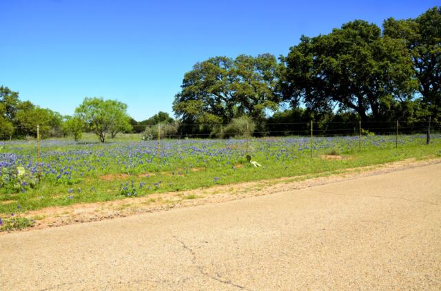Willow Loop bluebonnet field 5