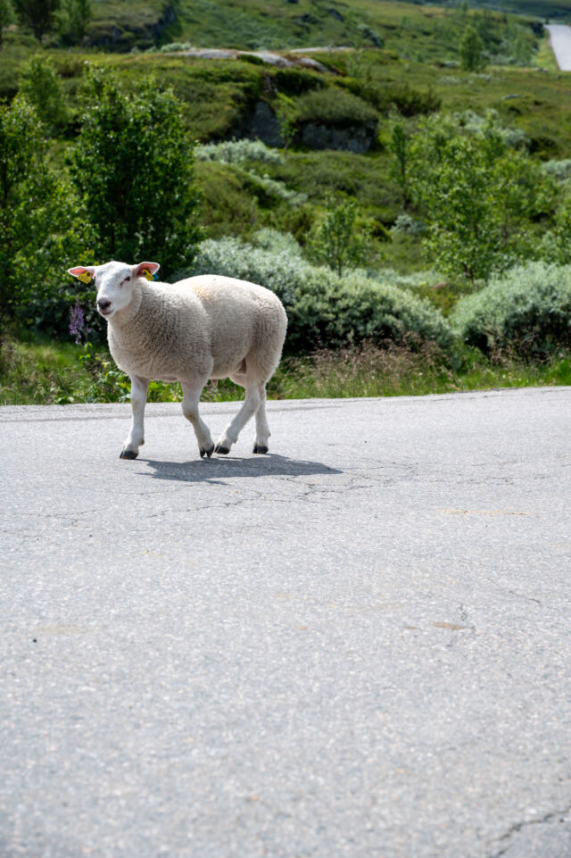 Turtagro sheep 02