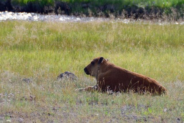Yellowstone bison in a roadside rest stop (3)