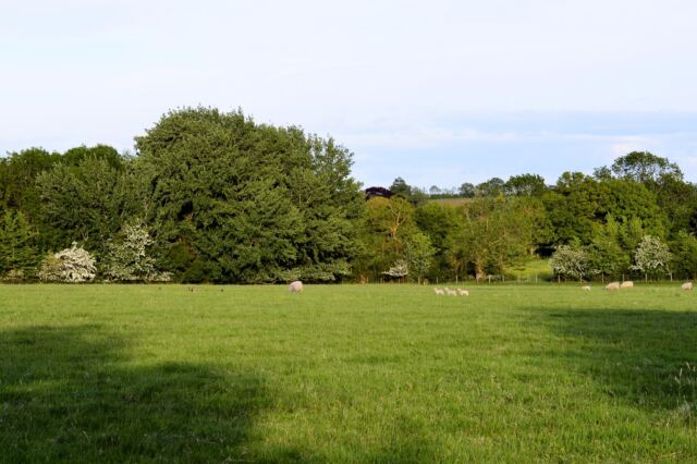 Charingworth sheep field 14