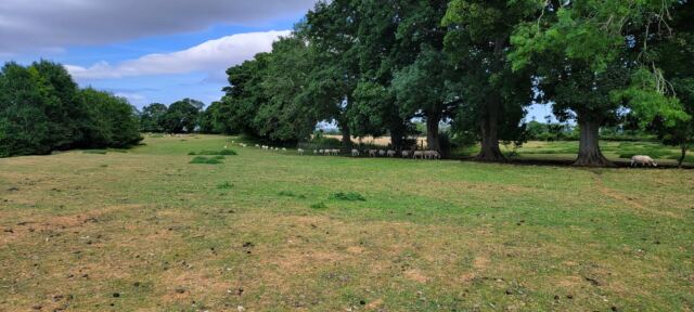 Dover's Hill sheep buddies (06)