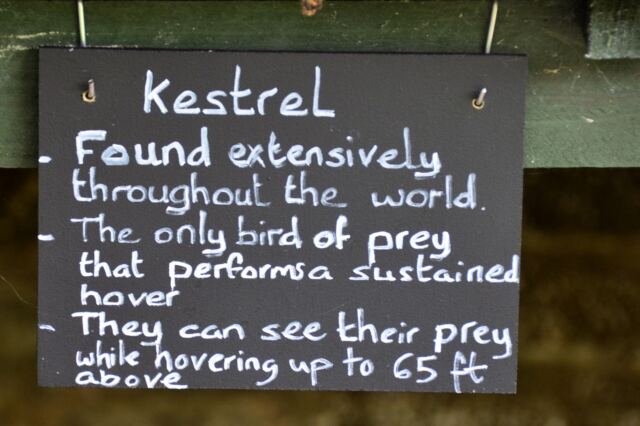 kestrel-at-mary-arden-s-farm-2