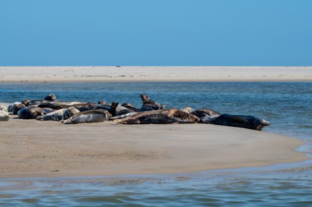 Monomoy Refuge seals 04