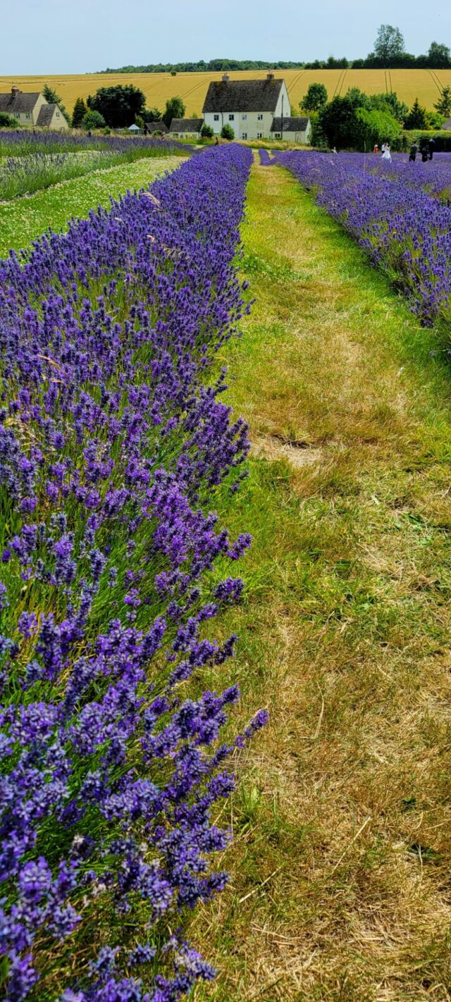 Cotswold Lavender - field views (08)