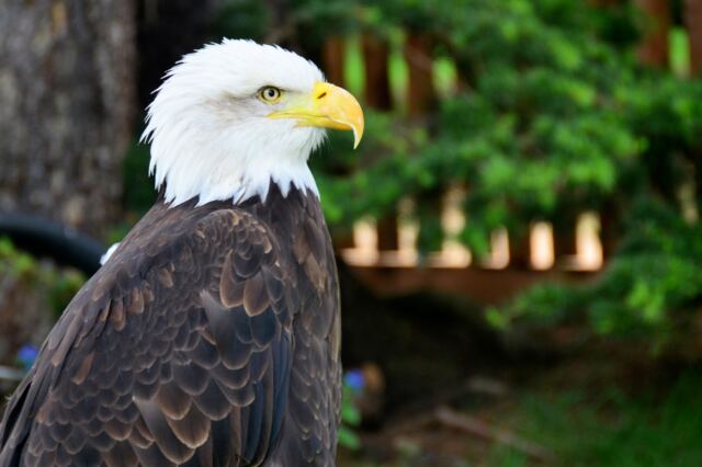 warwick-castle-bald-eagle-13