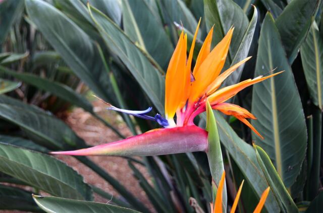 bird-of-paradise-1-
