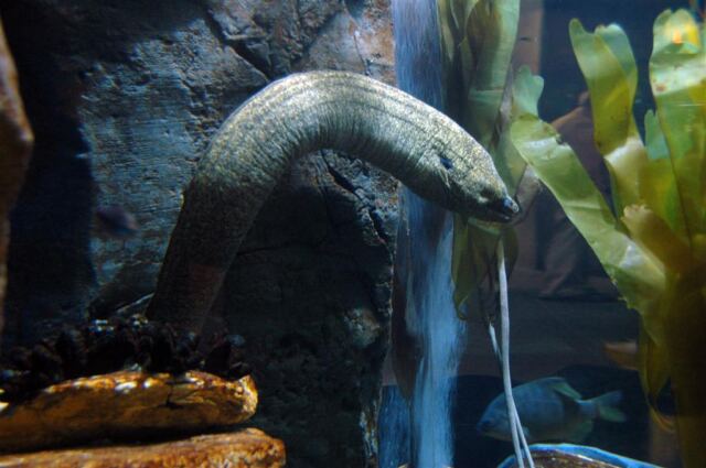 Big ole eel