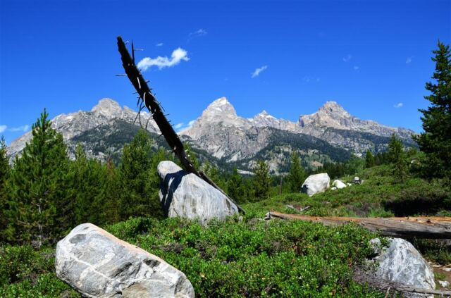 Balanced Lodgepole Pine