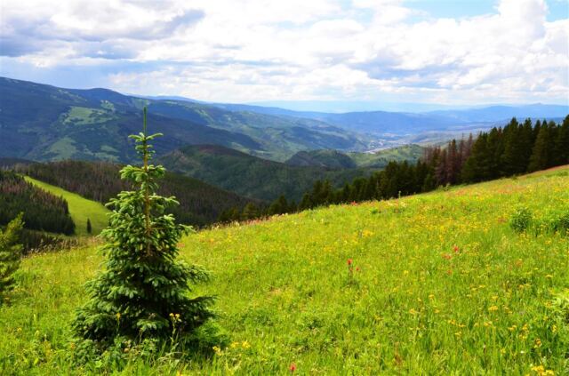 Ridge Route wildflowers (6)