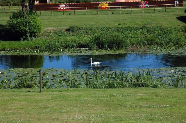 Warwick swan on River Avon (1)