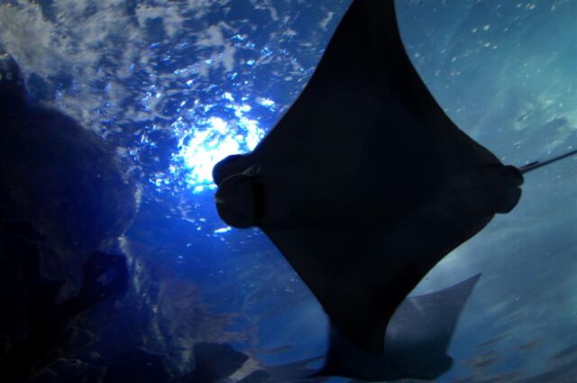 Overhead ray 2
