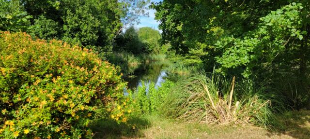 Charingworth pond (3)