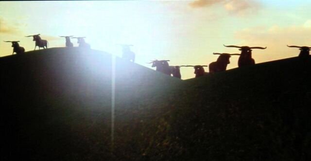 Silhouetted Longhorns