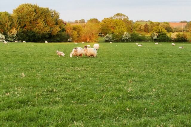 Charingworth sheep keep a watchful eye