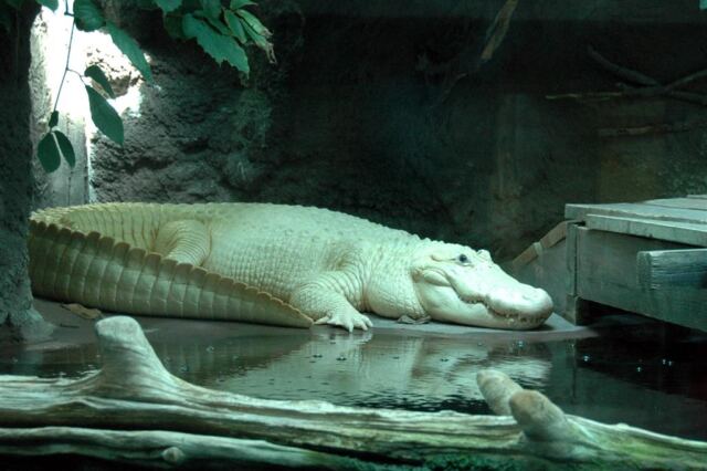 White alligator (full)