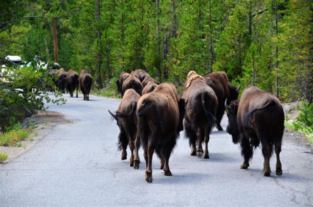 Bison Encounter (17)
